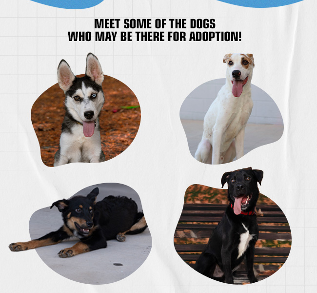some of the dogs that may be there for adoption.